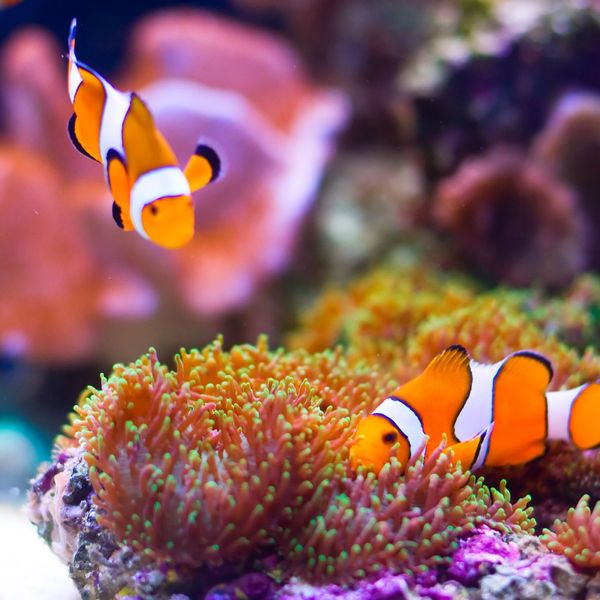 Voyage en Asie — Poissons-clowns évoluant au-dessus des anémones dans les eaux des îles Andaman en Inde, une immersion marine guidée par notre expertise locale — Shanti Travel