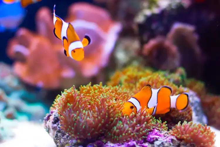 Voyage en Asie — Poissons-clowns évoluant au-dessus des anémones dans les eaux des îles Andaman en Inde, une immersion marine guidée par notre expertise locale — Shanti Travel