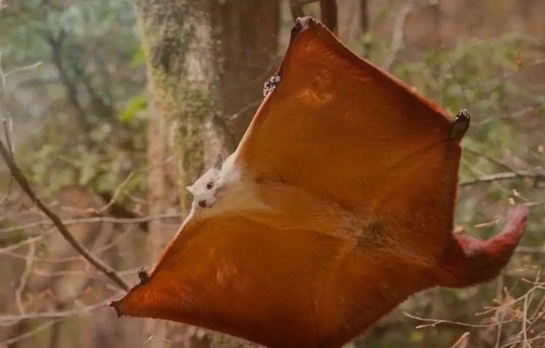 Écureuil volant géant rouge.jpg