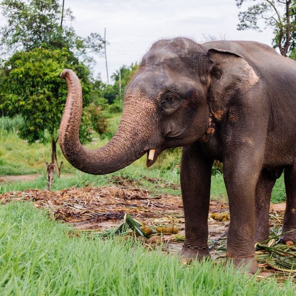 Treffen auf einen Elefant im Periyar-Nationalpark