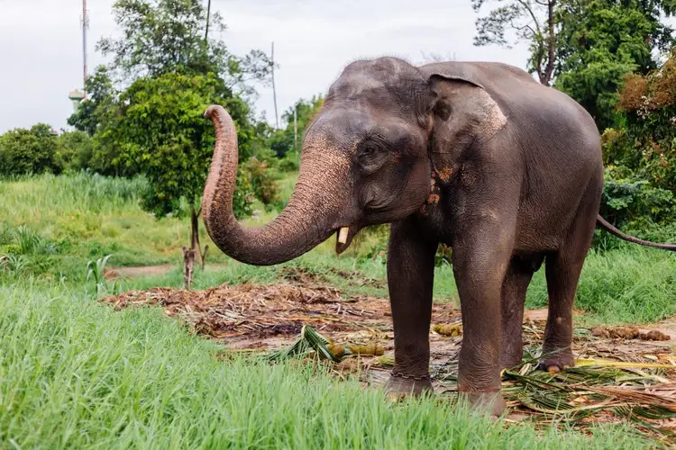 Treffen auf einen Elefant im Periyar-Nationalpark