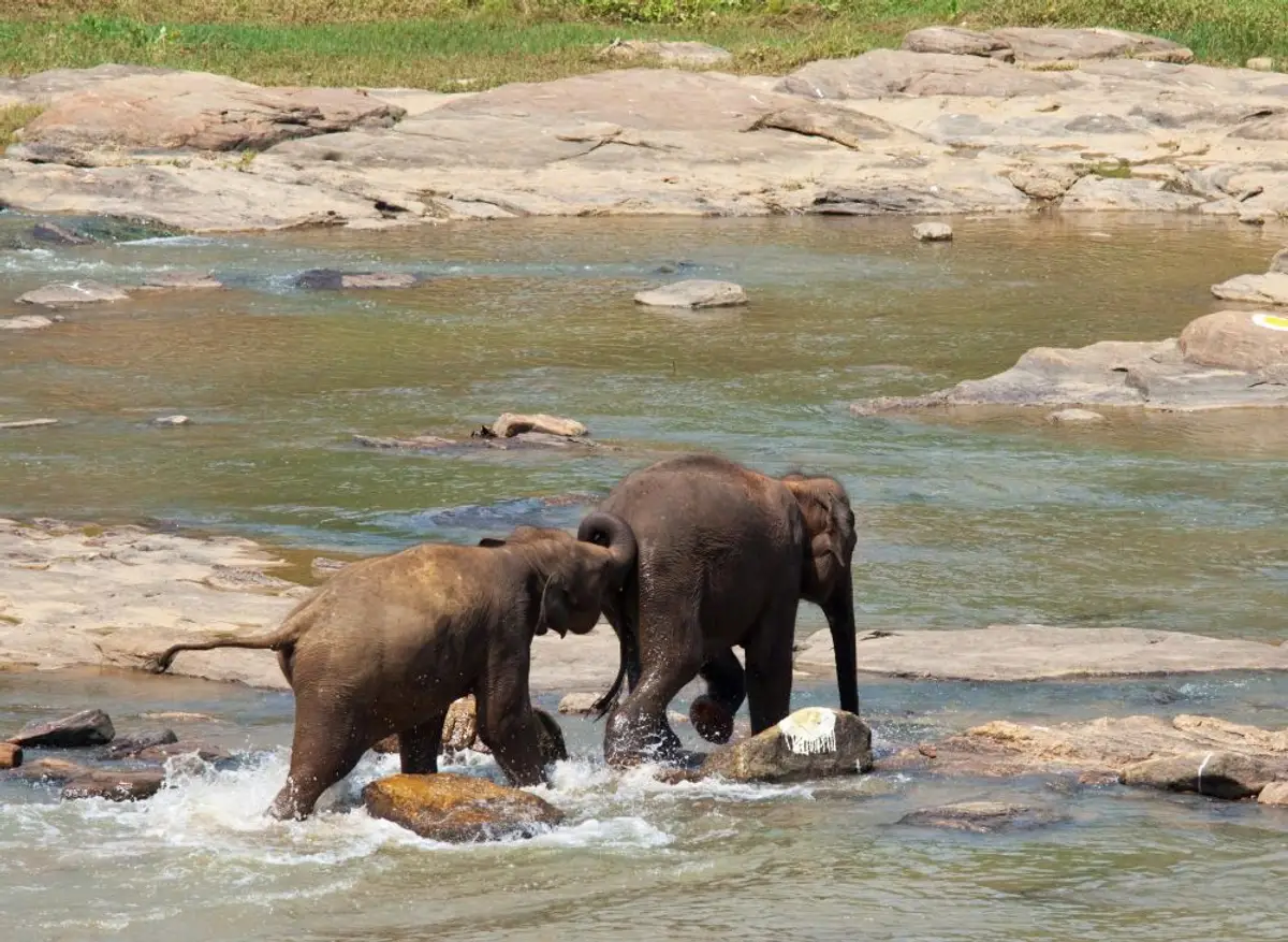 Elephant valley elefanten in freier Wildbahn