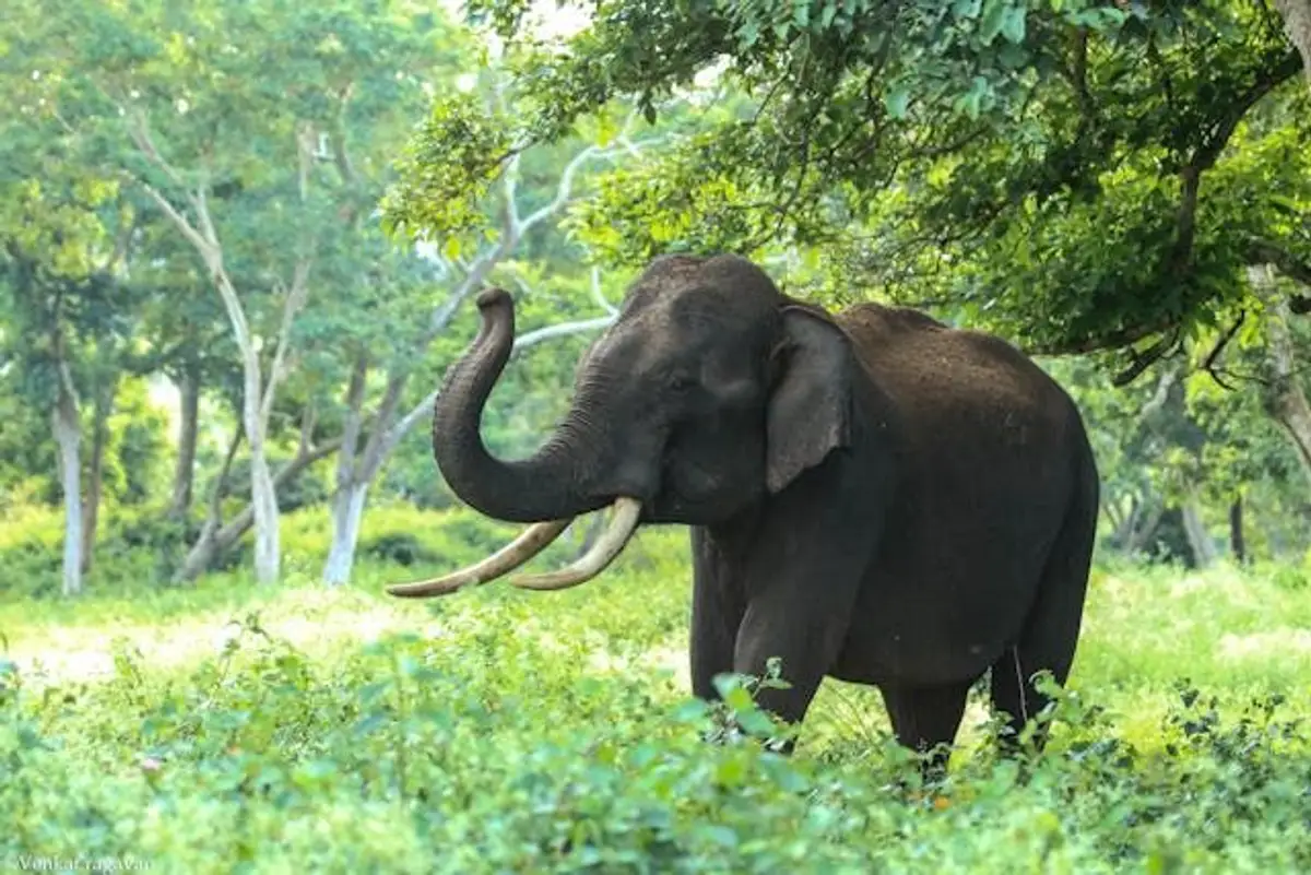 Fahrt zur Eco-Lodge im Elephant Valley indien