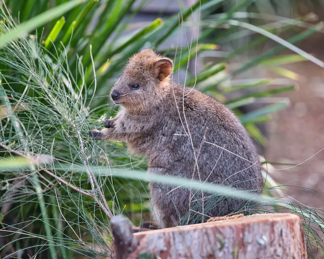 Gros plan d'un quokka.jpg