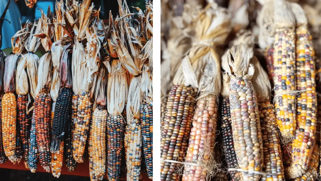 Épis de maïs Flint multicolores.