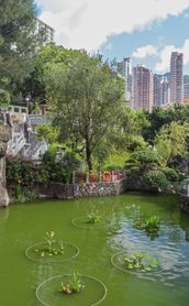Voyage à Hong Kong : Rivière du parc Tuen Mun