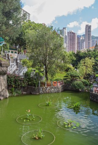 Voyage à Hong Kong : Rivière du parc Tuen Mun