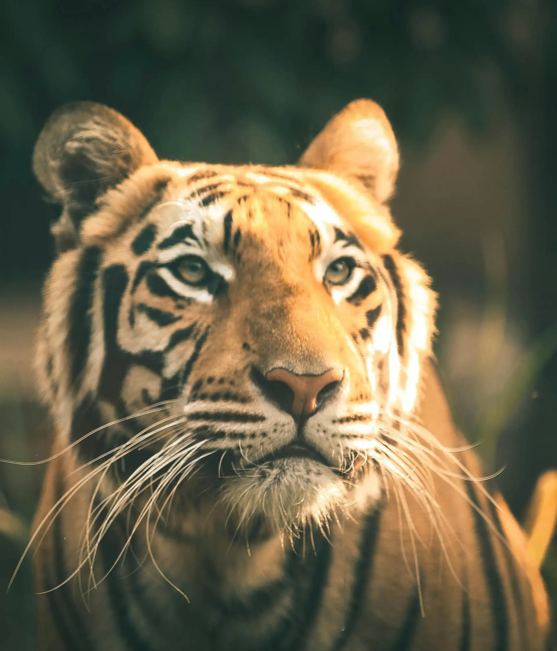 Voyage en Inde du Nord : Tigre de l'Inde