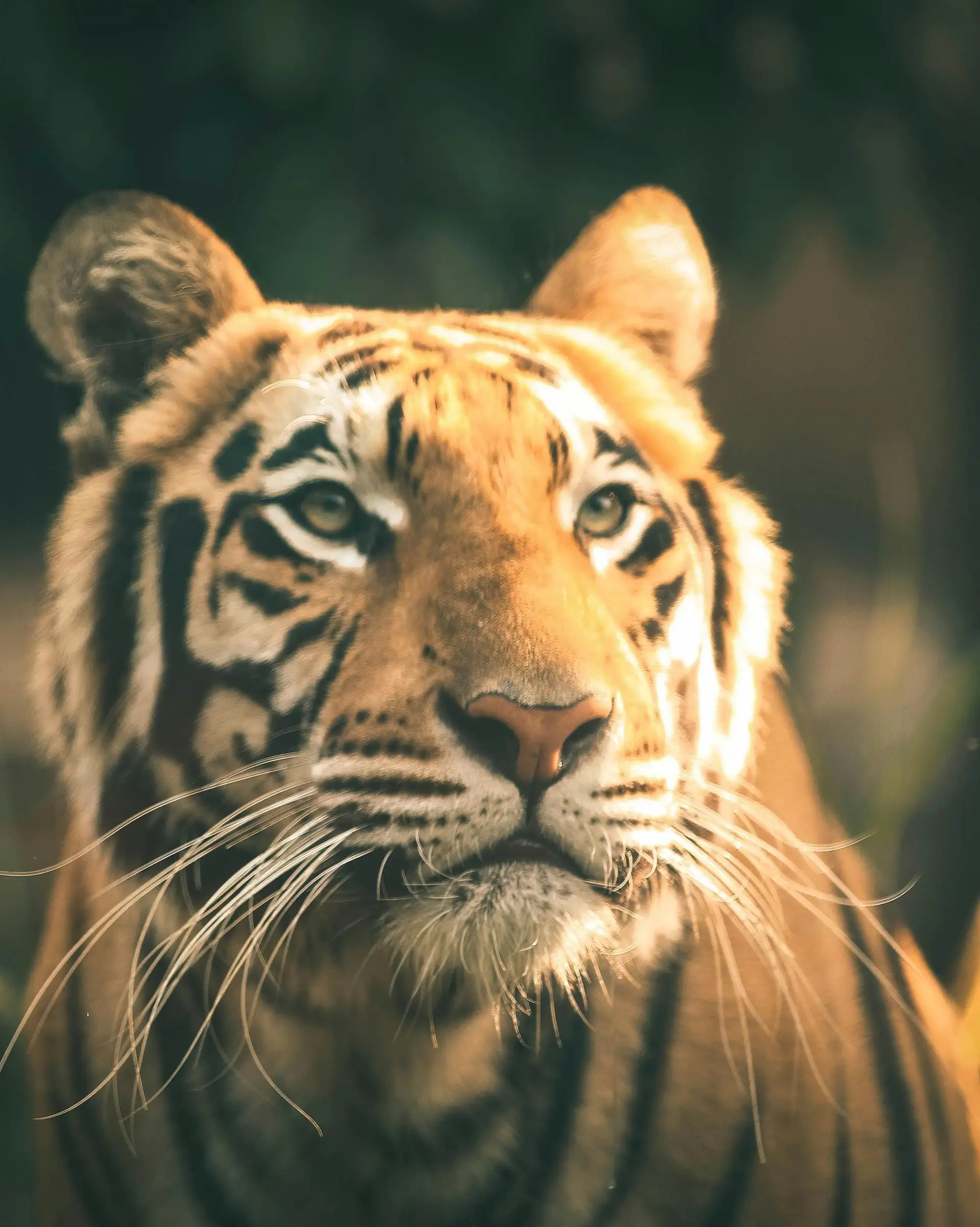 Voyage en Inde du Nord : Tigre de l'Inde