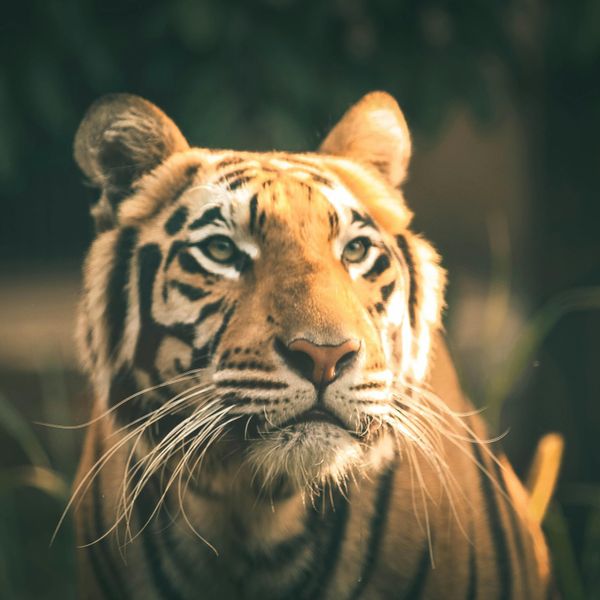 Voyage en Inde du Nord : Tigre de l'Inde