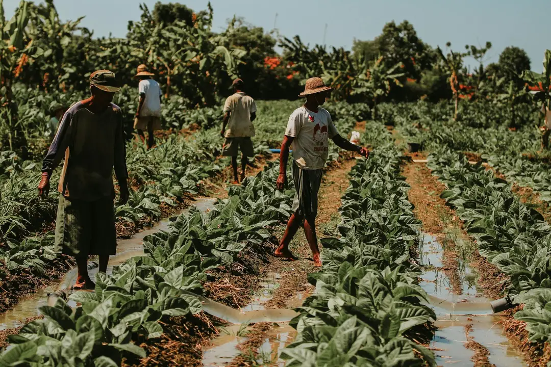 Indonesia Java people fields pexels.jpg