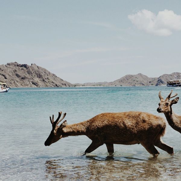 Voyage en Indonésie, Flores : Cerf de Labuan Bajo