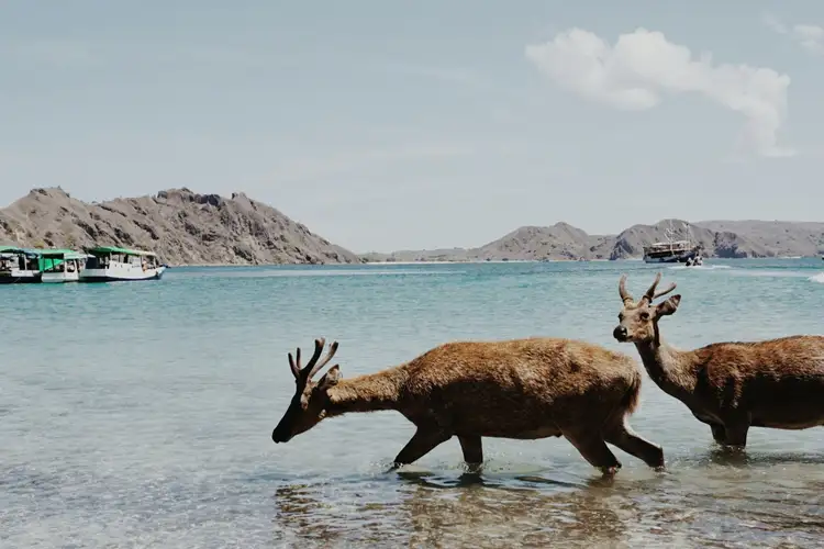 Voyage en Indonésie, Flores : Cerf de Labuan Bajo