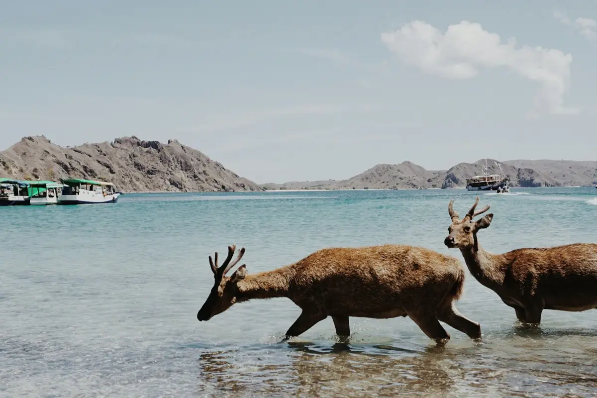 Voyage en Indonésie, Flores : Cerf de Labuan Bajo