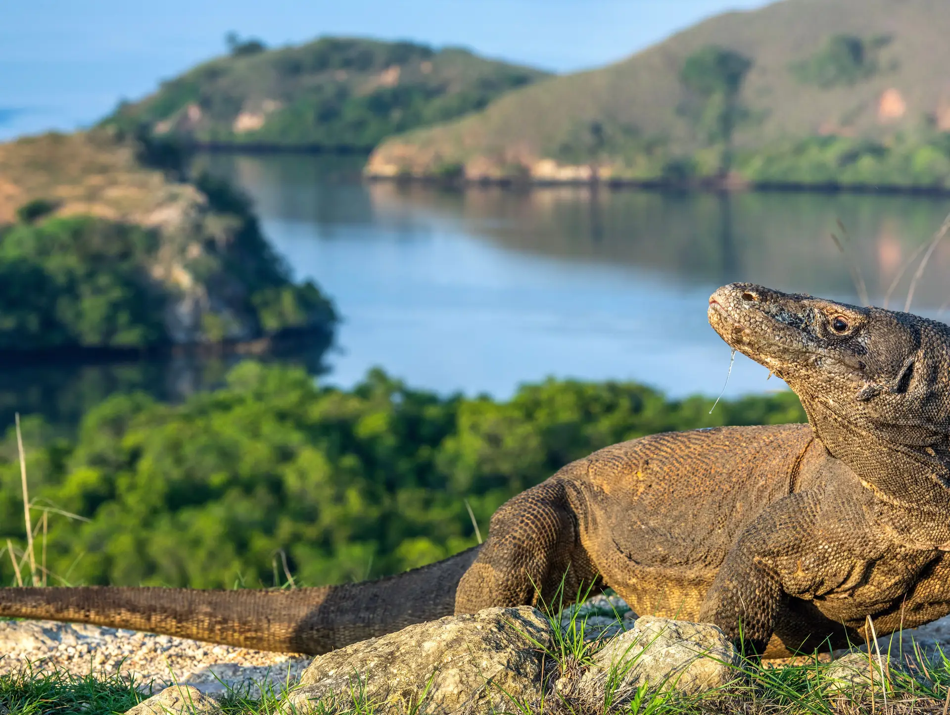 Indonesiens Tierwelt