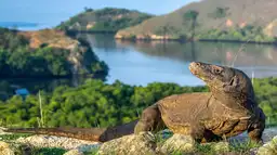 Voyage en Indonésie, Flores : Dragon de Komodo