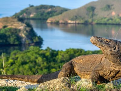 Indonesiens Tierwelt