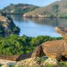 Voyage en Indonésie, Flores : Dragon de Komodo