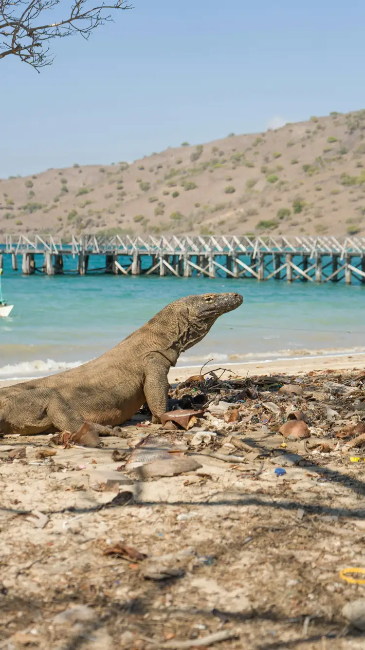 Voyage en Indonésie, Flores : plage du dragon de Komodo