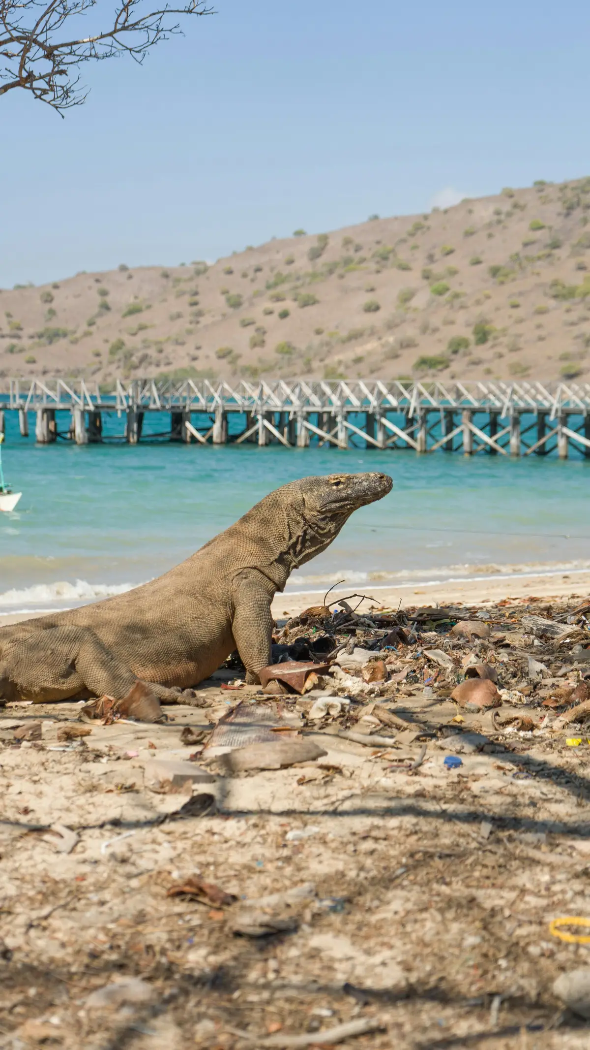 Voyage en Indonésie, Flores : plage du dragon de Komodo
