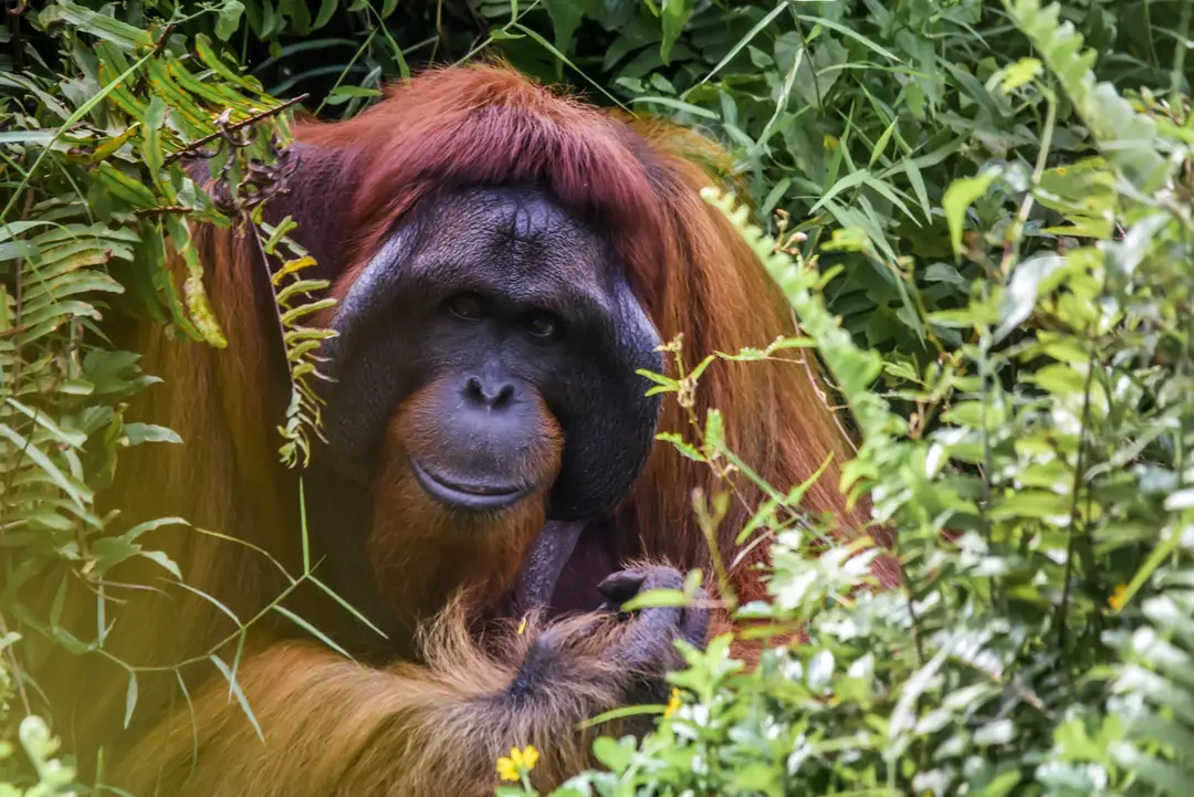 Indonesia-sumatra-monkey-orang-unsplash.jpg