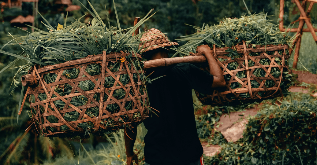 Voyage en Asie — Homme balinais transportant des paniers de végétation sur ses épaules dans une rizière.