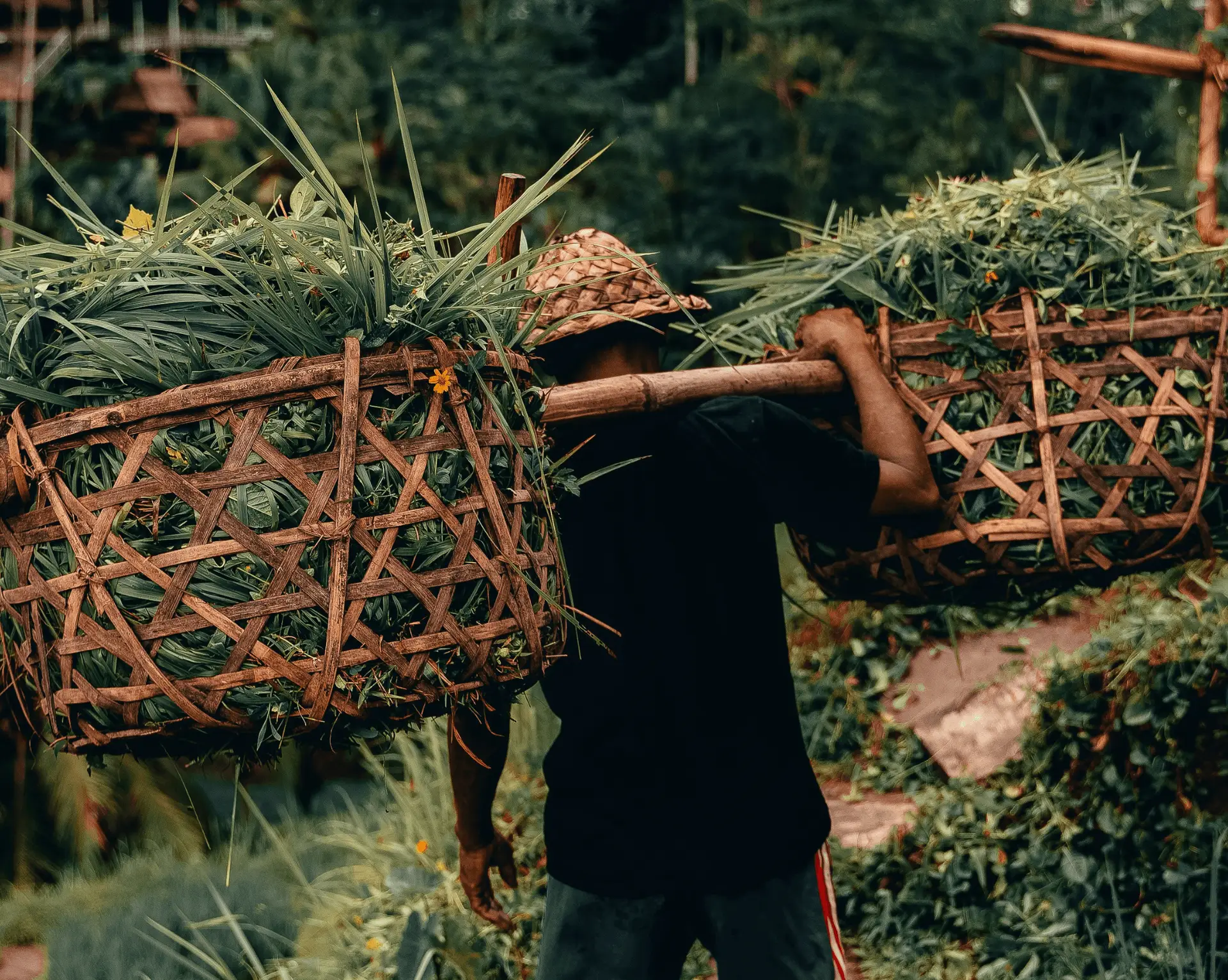 Voyage en Asie — Homme balinais transportant des paniers de végétation sur ses épaules dans une rizière.