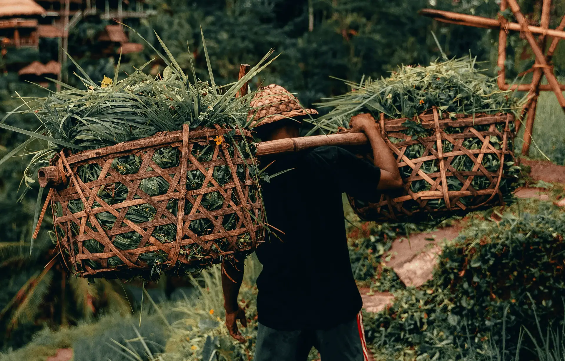 Voyage en Asie — Homme balinais transportant des paniers de végétation sur ses épaules dans une rizière.