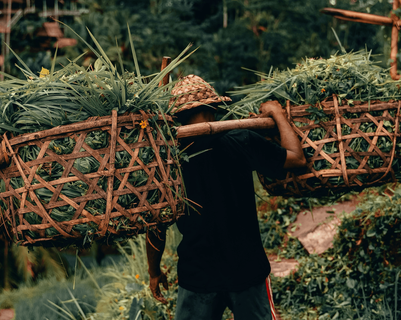 Voyage en Asie — Homme balinais transportant des paniers de végétation sur ses épaules dans une rizière.
