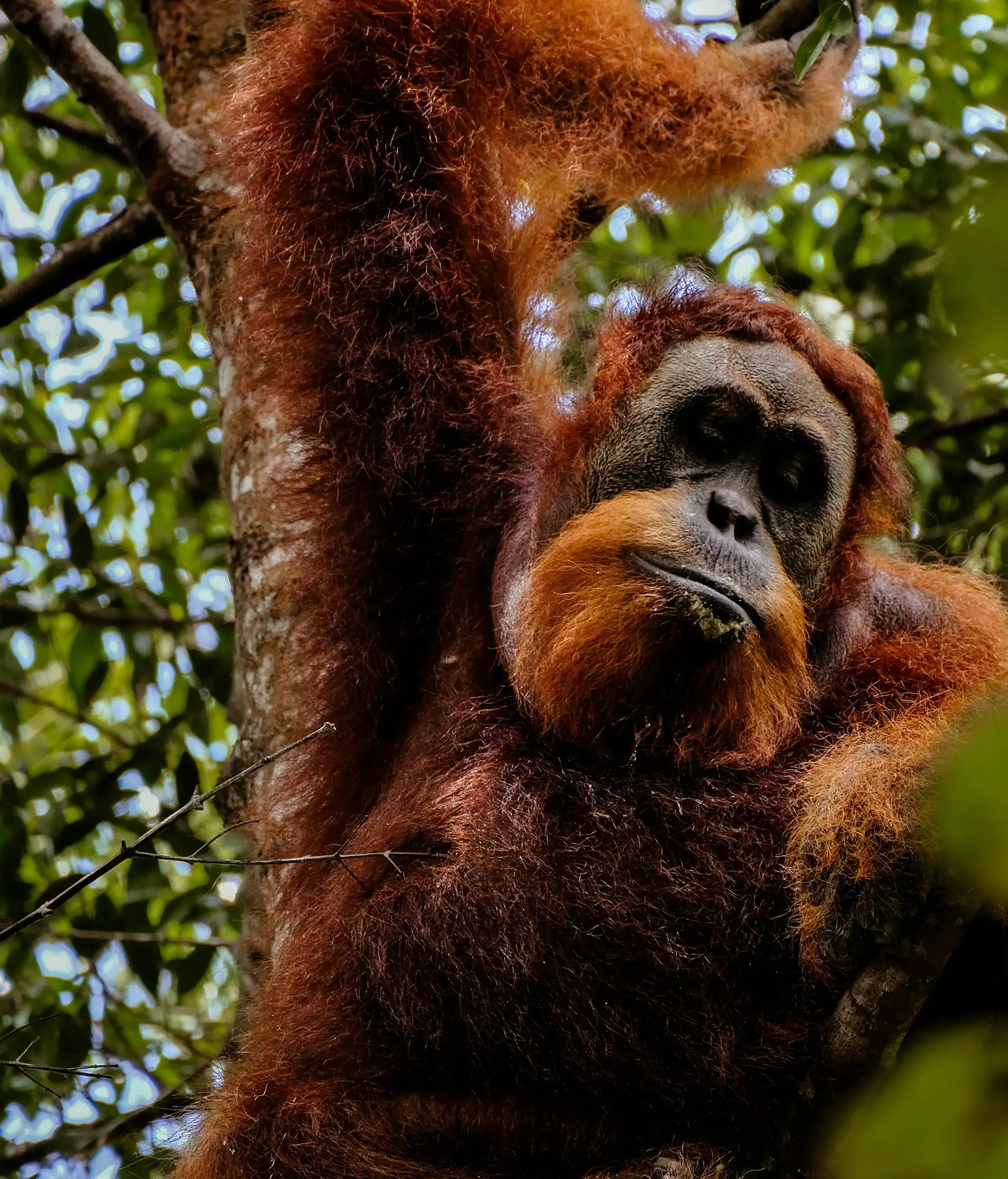 Un orang-outan dans la jungle de Sumatra, à observer lors d'une aventure en Indonésie