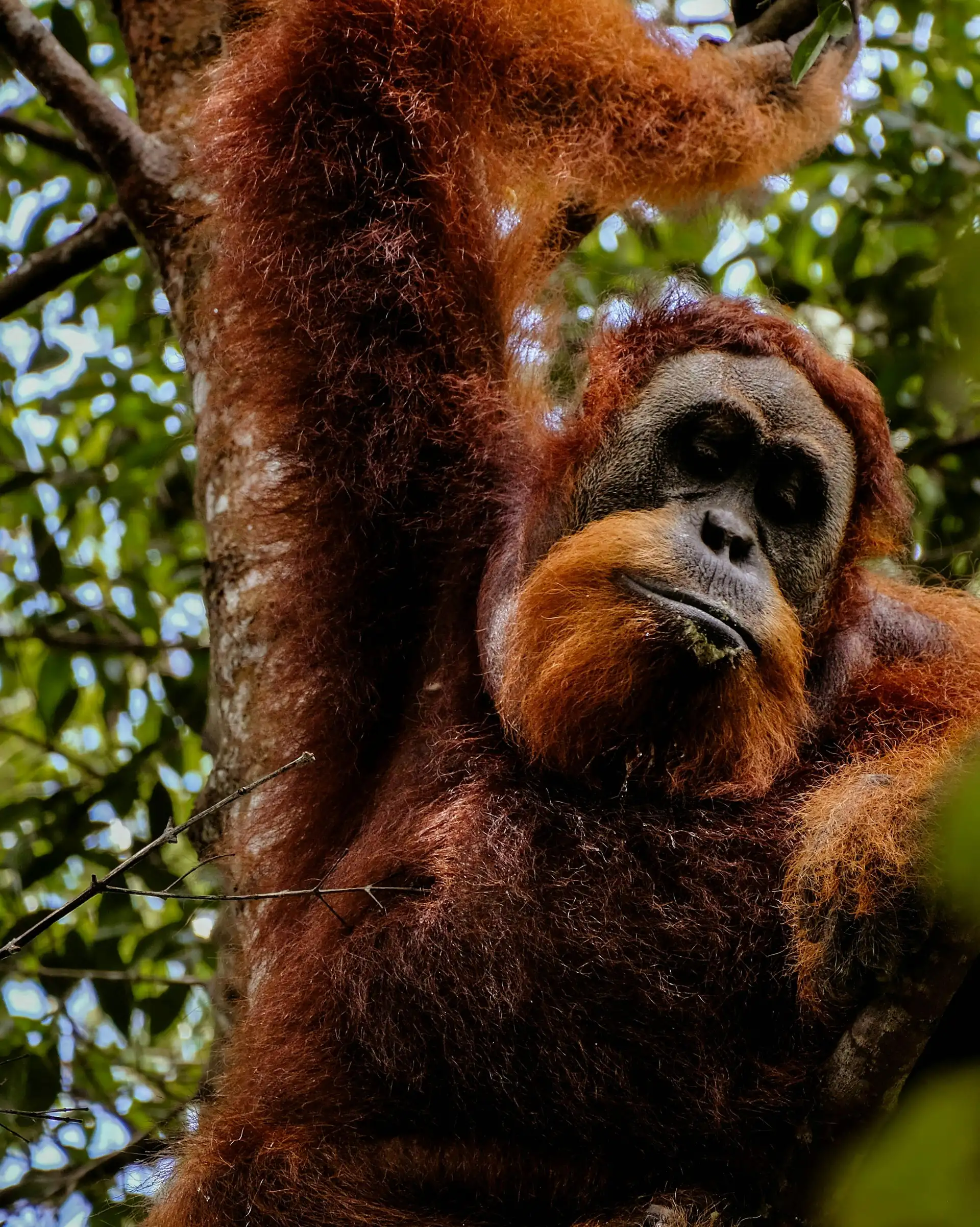 Un orang-outan dans la jungle de Sumatra, à observer lors d'une aventure en Indonésie