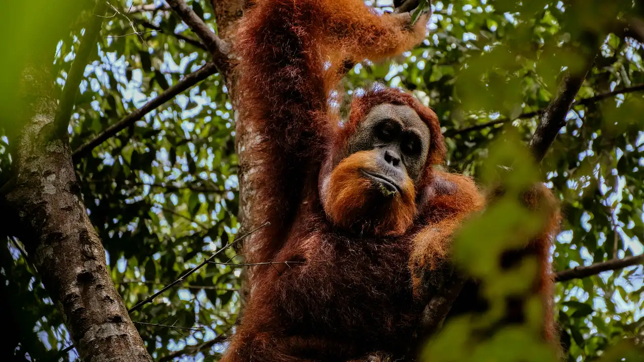 Un orang-outan dans la jungle de Sumatra, à observer lors d'une aventure en Indonésie