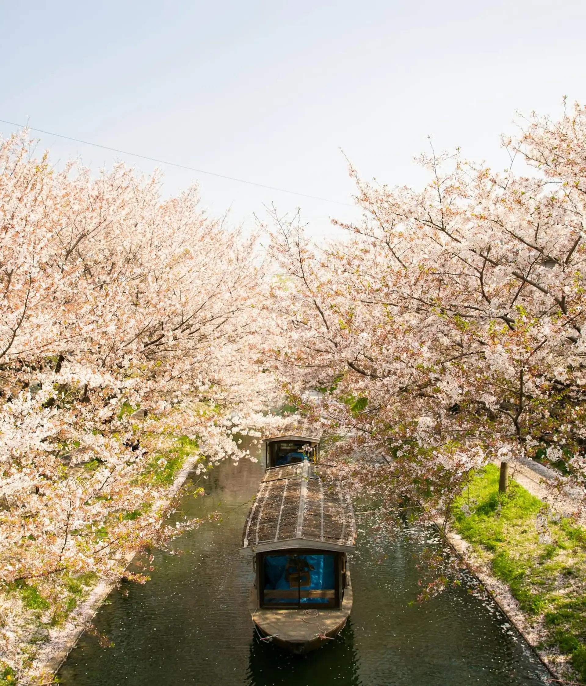 Voyage au Japon – Bateau sur le canal Fleur de cerisier à sakura