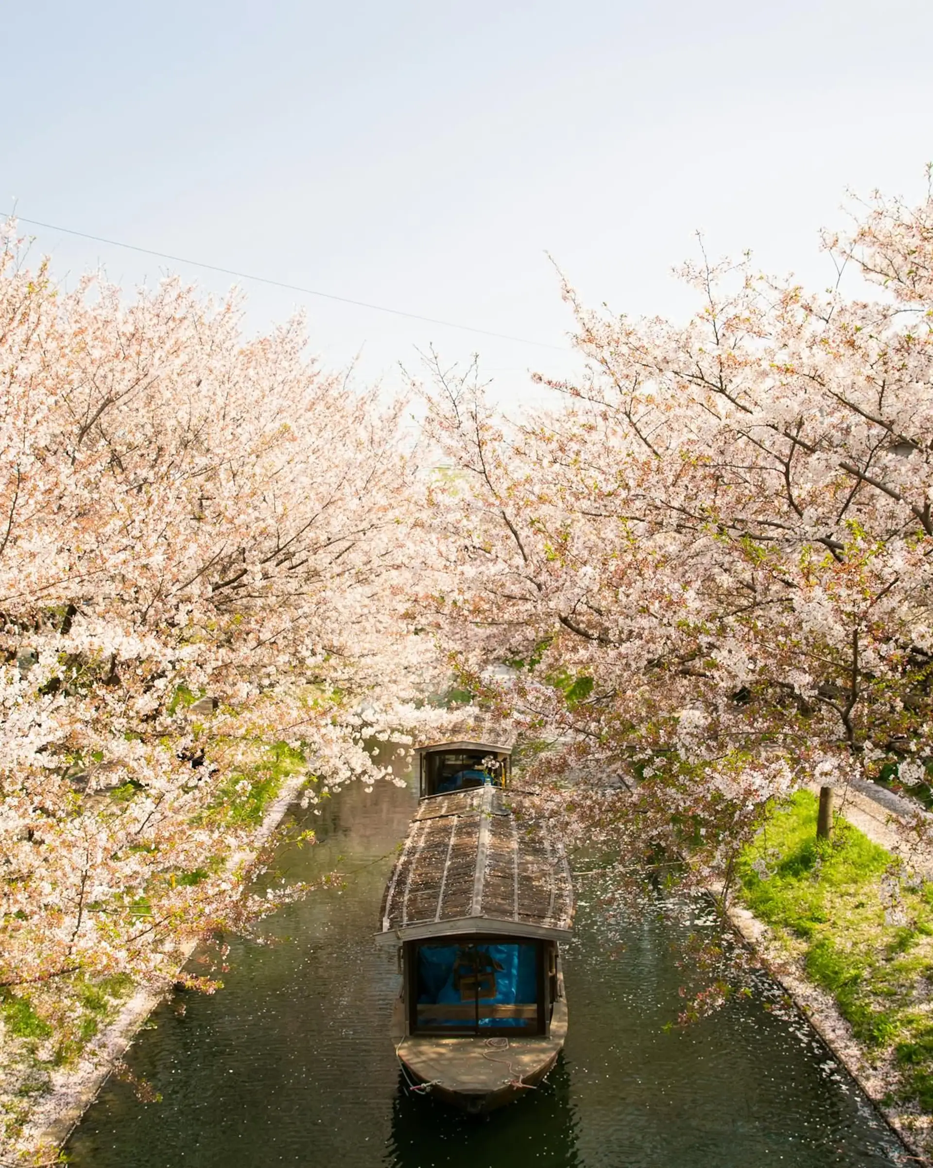 Voyage au Japon – Bateau sur le canal Fleur de cerisier à sakura