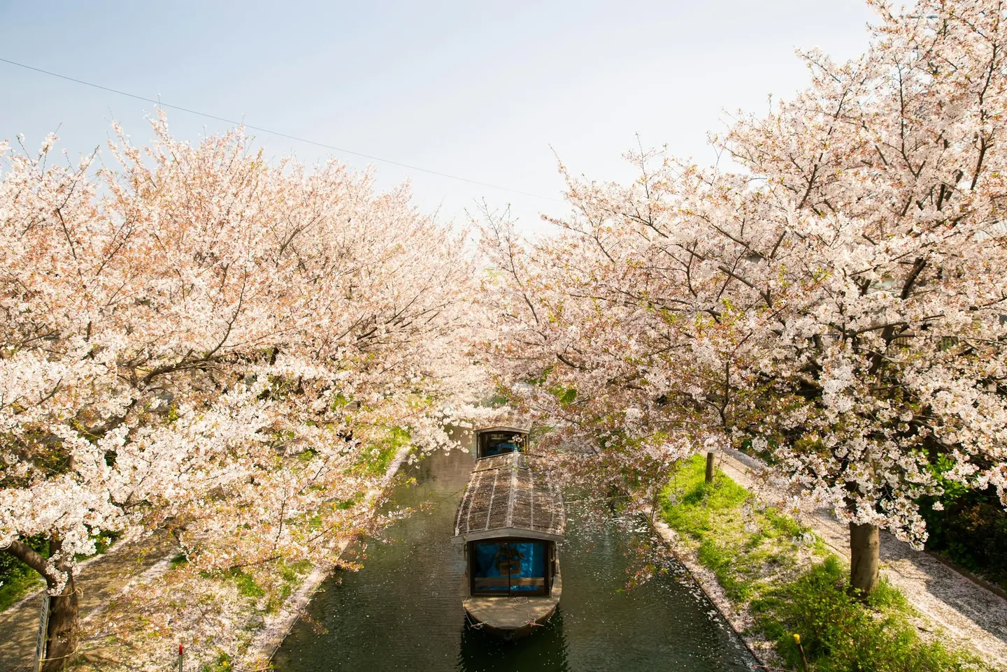 Japan Boat sakura pexels.jpg