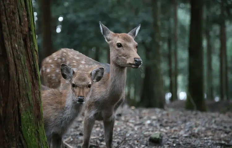 Voyage au Japon - Le Cerf sacré de Nara