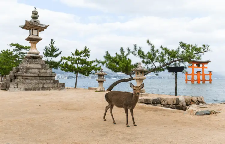 Voyage au Japon - Cerf et Torii de Miyajima