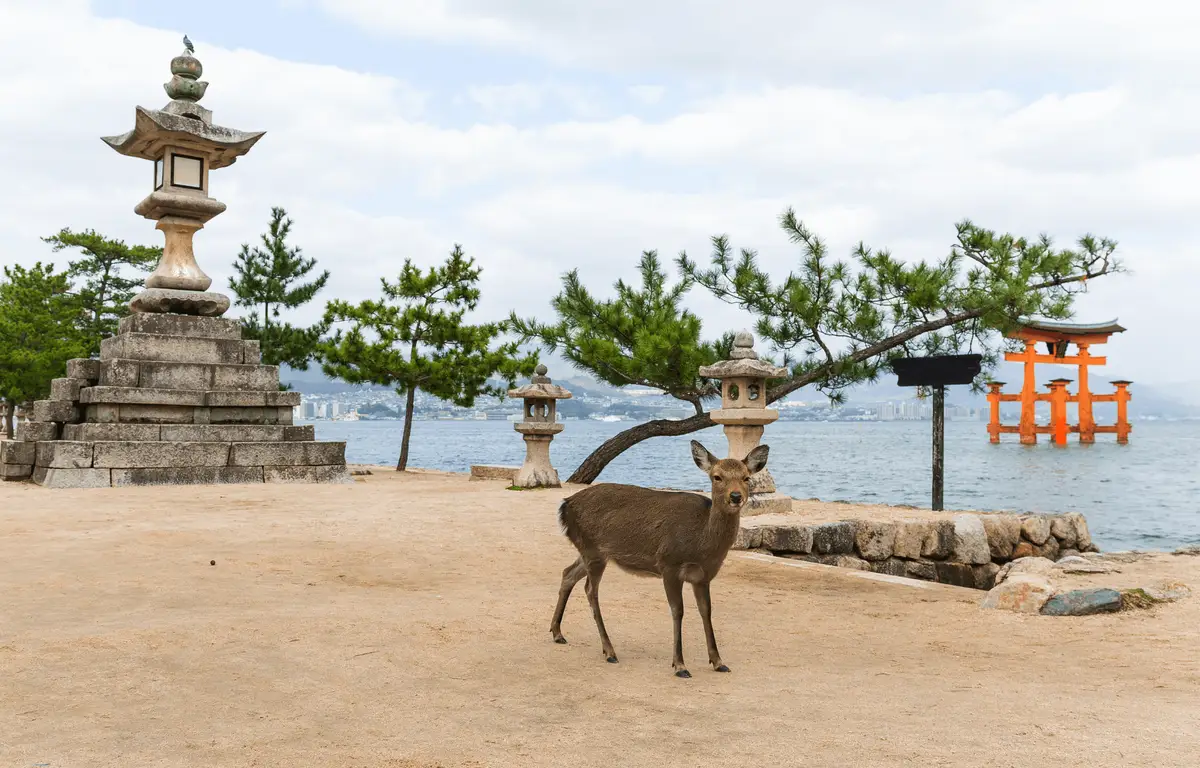 Voyage au Japon - Cerf et Torii de Miyajima