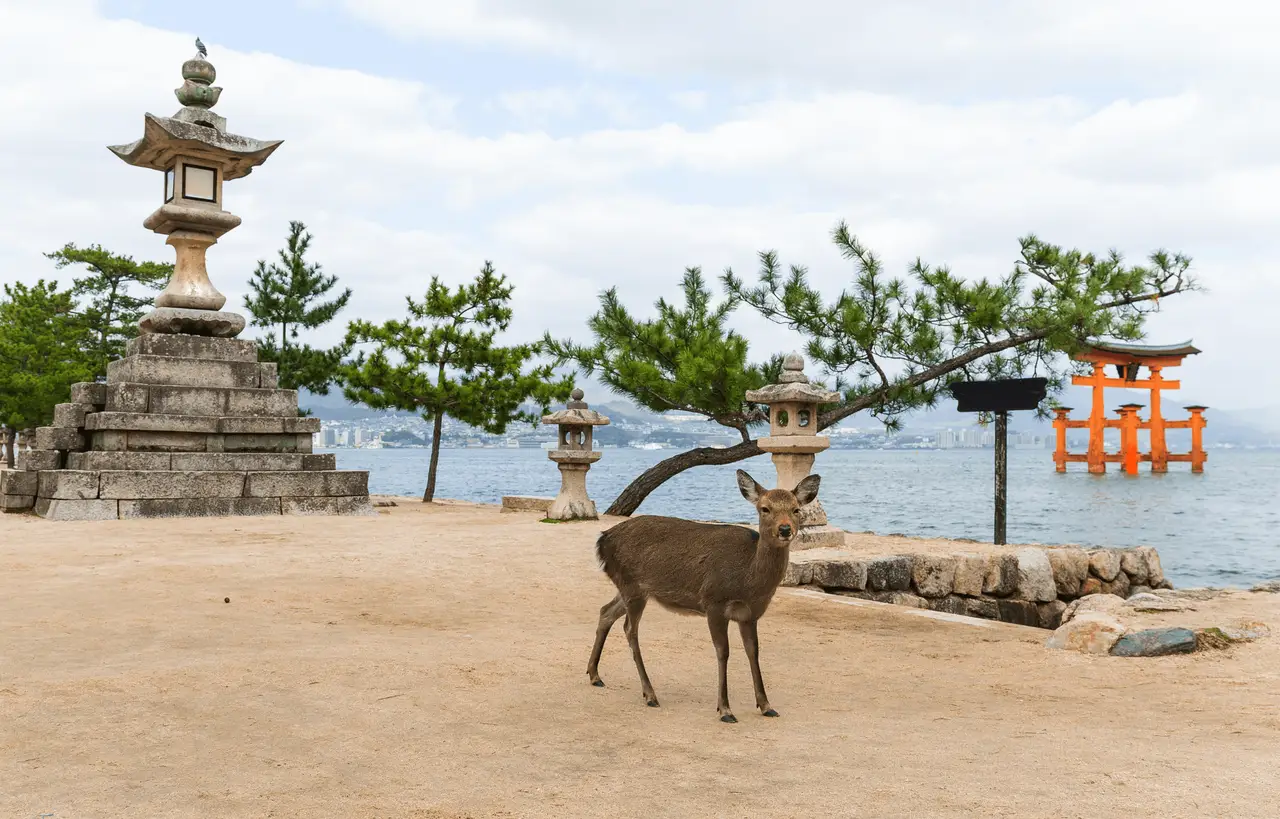 Voyage au Japon - Cerf et Torii de Miyajima
