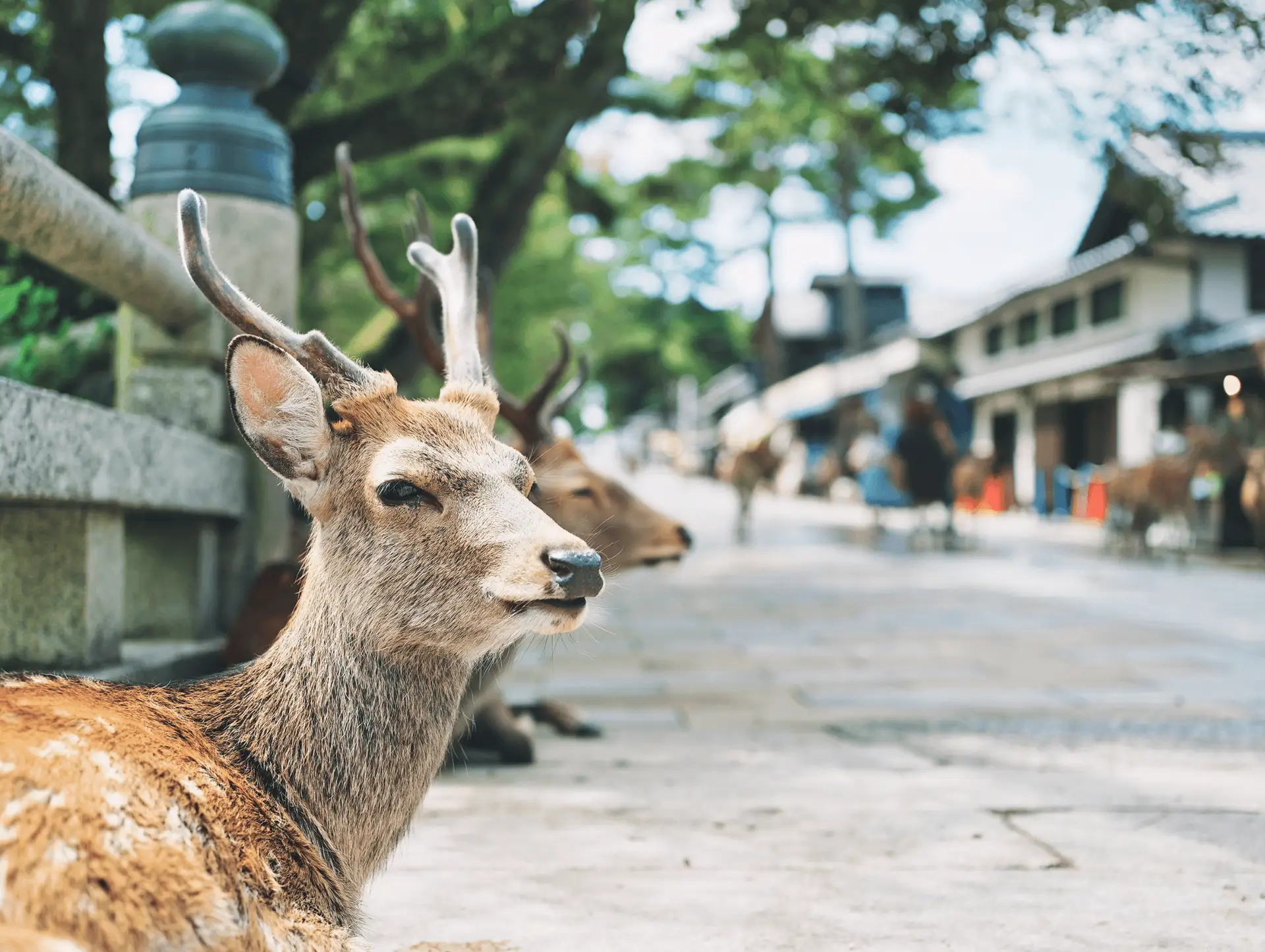 Les animaux emblématiques du Japon