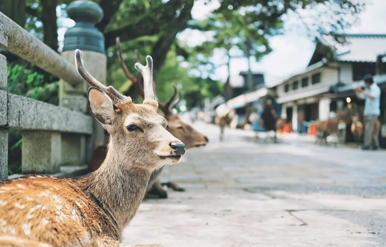 Voyage en Asie – Deux cerfs Sika sacrés se tiennent près d'une barrière en pierre dans le parc de Nara au Japon.
