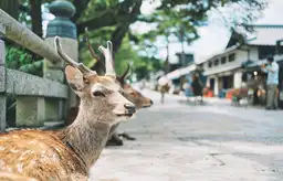 Faune au Japon — Portrait de cerfs sacrés Sika se reposant dans les rues historiques près du parc de Nara.