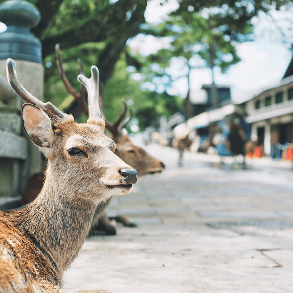 Portrait d'un cerf sacré Sika se reposant dans les rues historiques de Nara, une rencontre animalière et spirituelle unique incluse dans l'étape Nara du circuit Shanti Travel.