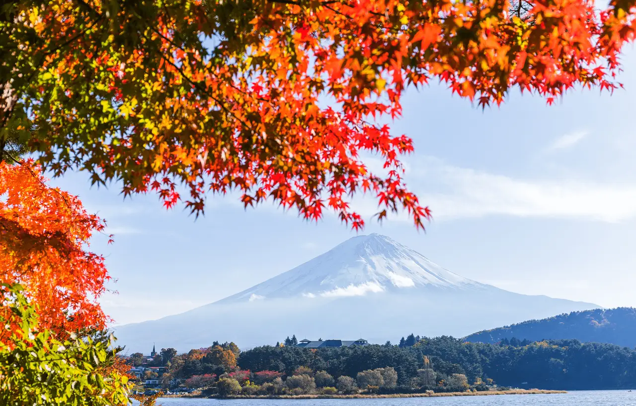 Blick auf den schneebedeckten Fujisan durch rote Momiji Ahornblätter am Kawaguchi-See