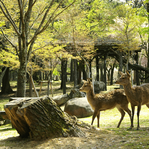 Voyage au Japon - Le Cerf sacré de Nara
