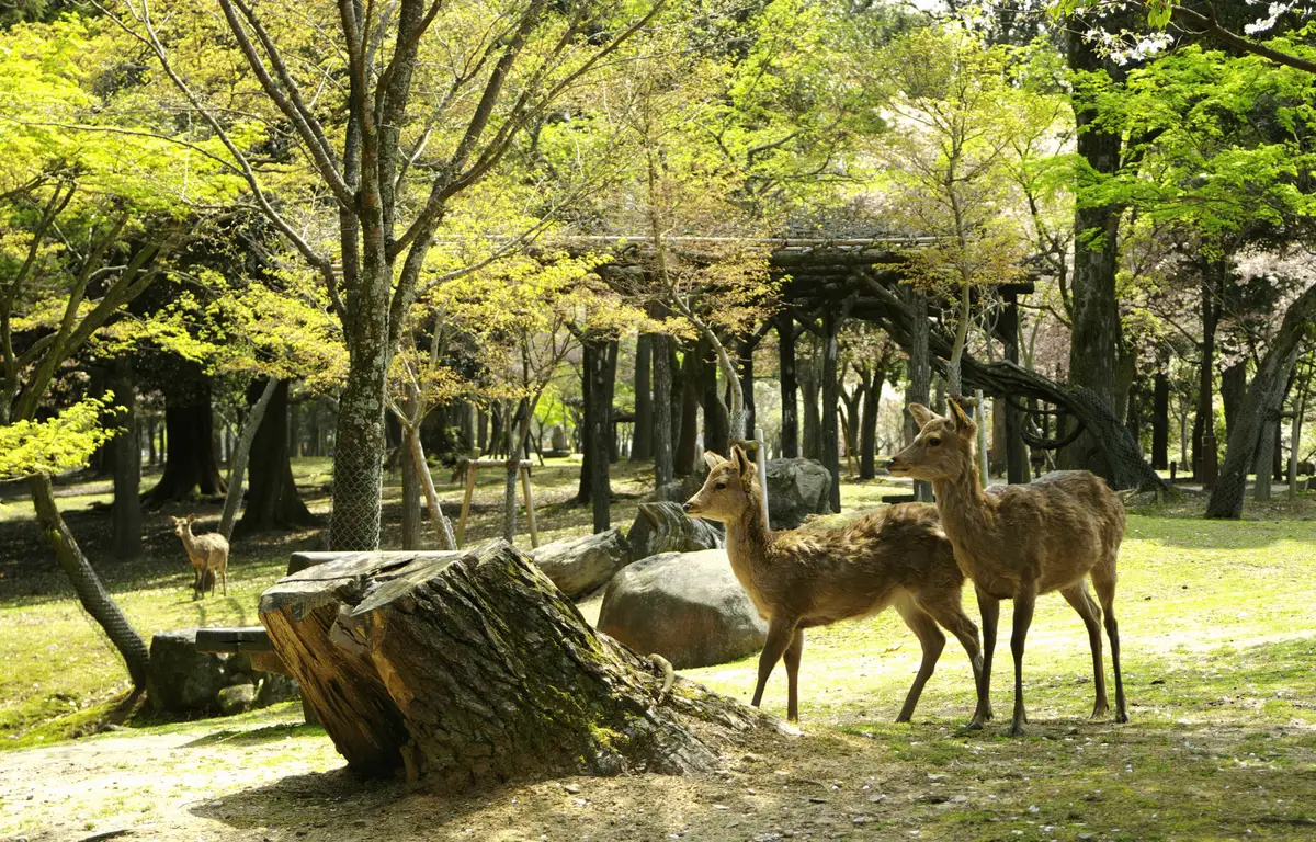 Voyage au Japon - Le Cerf sacré de Nara