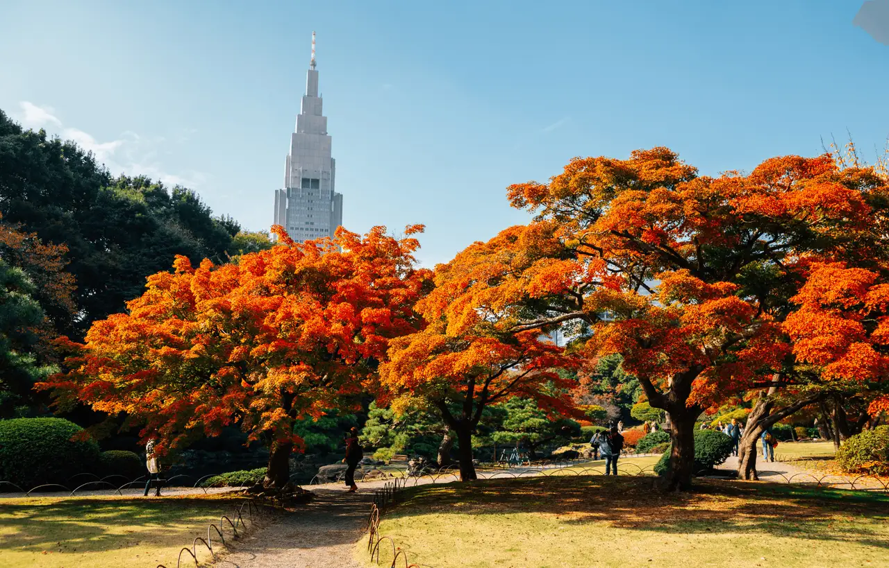 vue panoramique du jardin shinjuku gyoen avec des arbres aux feuilles orange d automne et la tour docomo sous un ciel bleu a tokyo