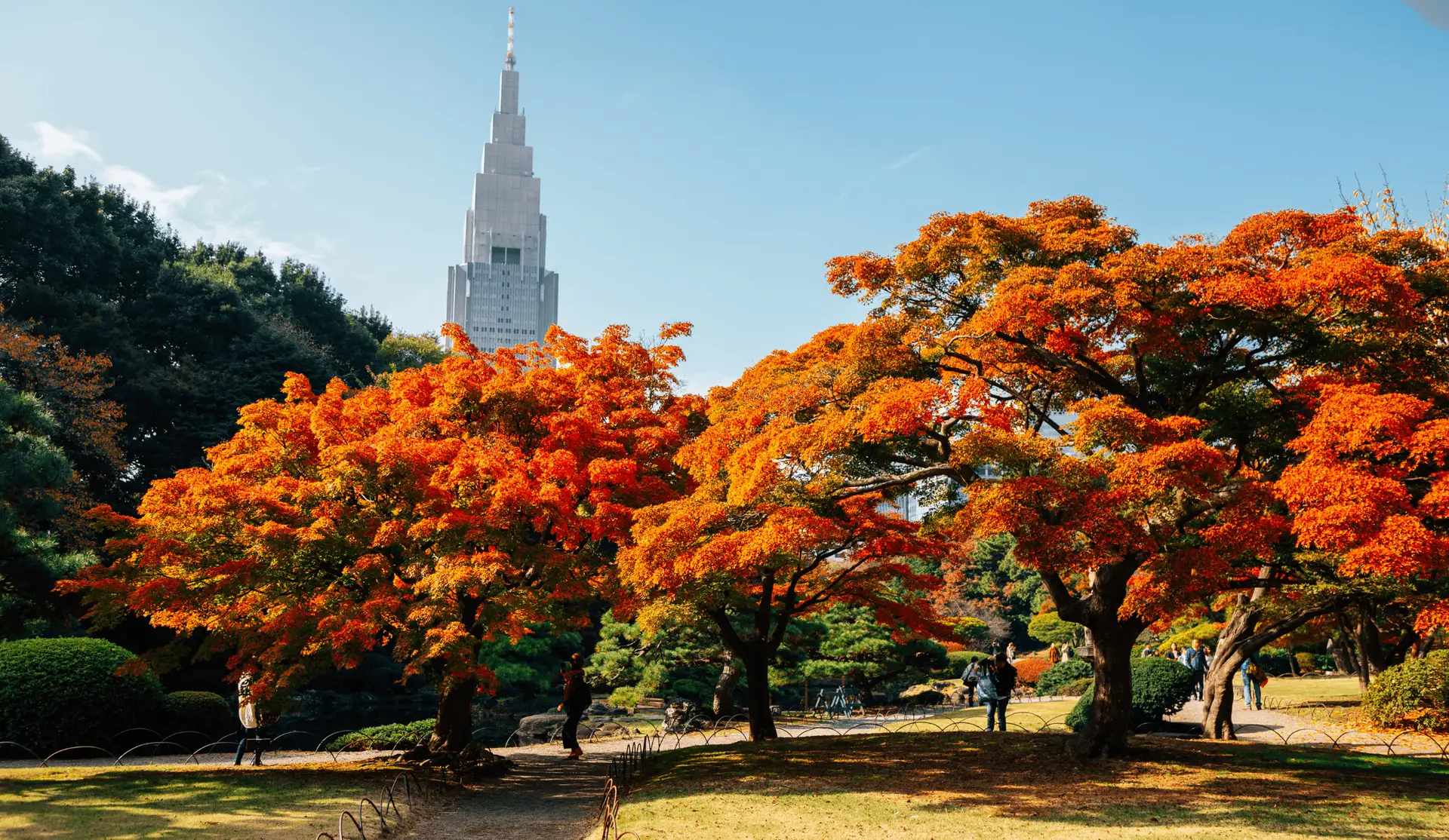 Érables Momiji aux couleurs d'automne dans le jardin Shinjuku Gyoen avec la tour NTT Docomo en arrière-plan à Tokyo, une étape incontournable conseillée par Shanti Travel pour admirer le contraste entre nature et modernité au Japon.