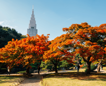 Érables Momiji aux couleurs d'automne dans le jardin Shinjuku Gyoen avec la tour NTT Docomo en arrière-plan à Tokyo, une étape incontournable conseillée par Shanti Travel pour admirer le contraste entre nature et modernité au Japon.