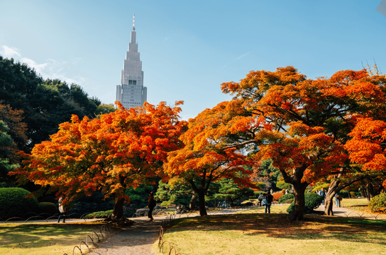 Érables Momiji aux couleurs d'automne dans le jardin Shinjuku Gyoen avec la tour NTT Docomo en arrière-plan à Tokyo, une étape incontournable conseillée par Shanti Travel pour admirer le contraste entre nature et modernité au Japon.